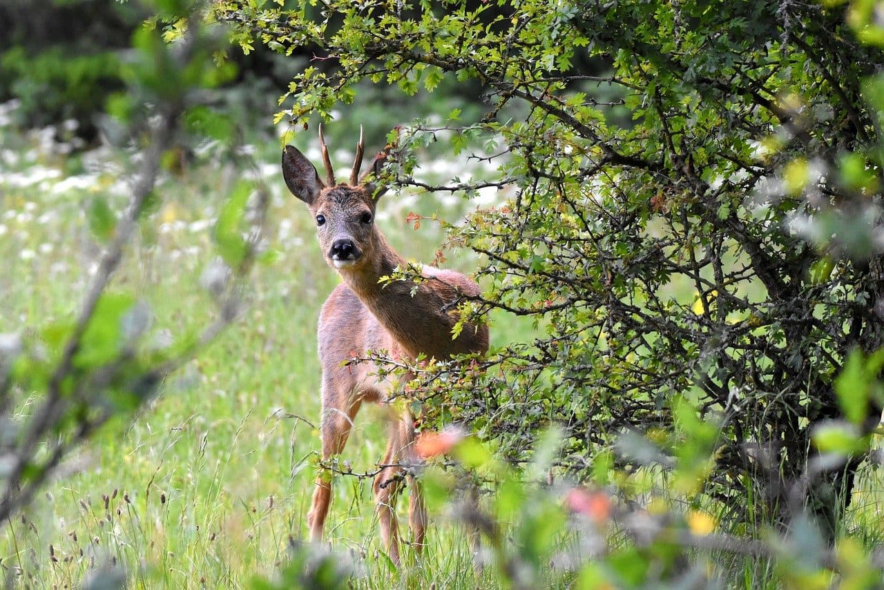 Ouverture de la chasse